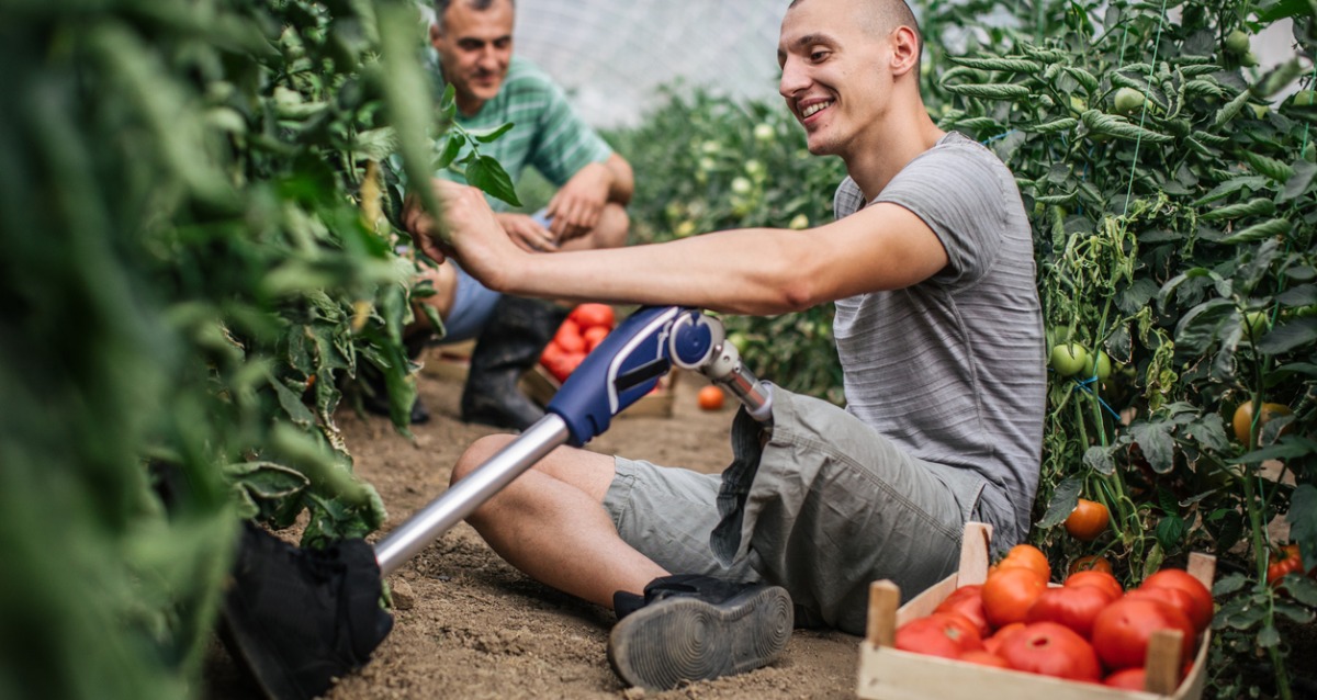 A father and his son with a prosthetic leg picking tomatoes