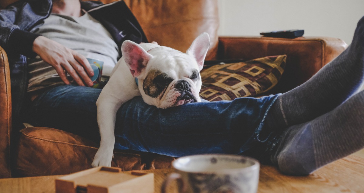 Dog sleeping on a person's lap