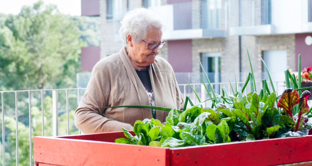 Elderly woman caring for her garden plot 