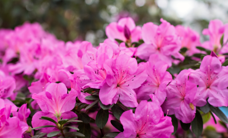 azaleas.png