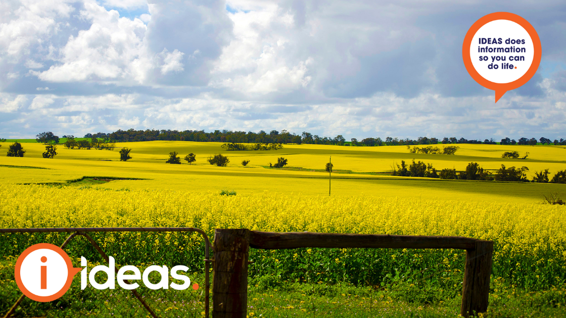 field of yellow flowers behind fence under a blue sky. 