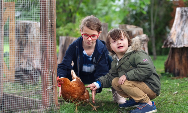 Little boy with disability petting a chicken outdoors. He is with a young girl.