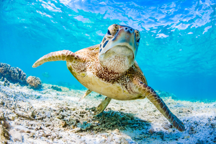 Image of a turtle underwater at the Great Barrier Reef