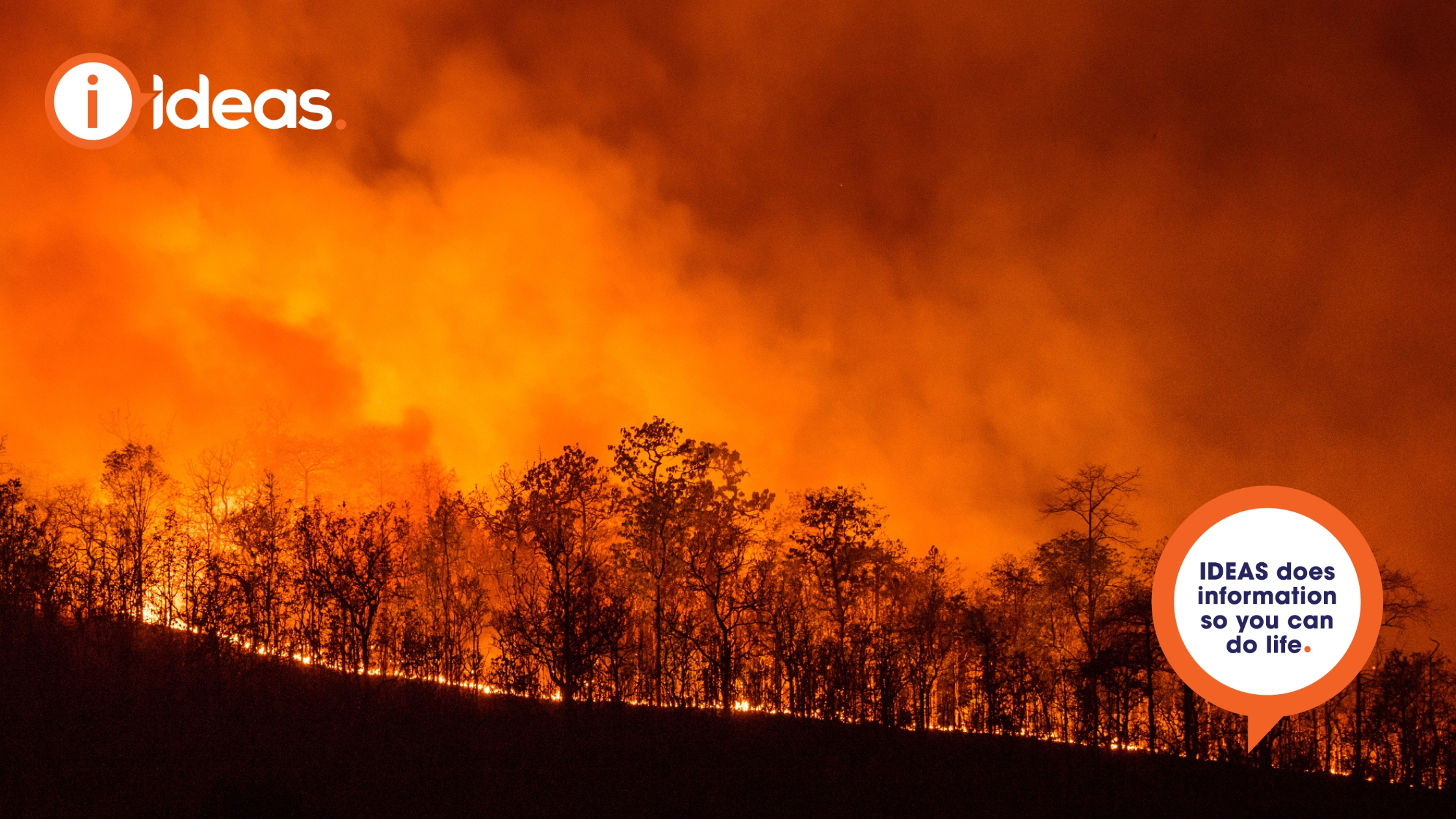 Image of gum trees on fire.