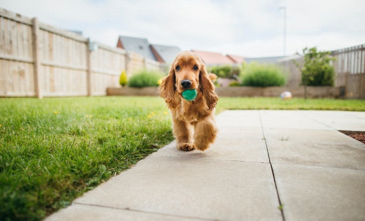 dog playing fetch picture