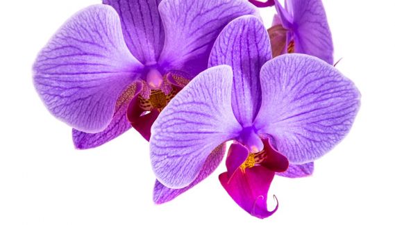 A purple orchid on a white blackground.