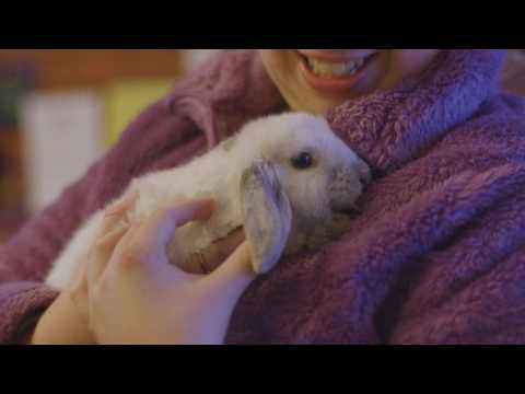 Someone holding a bunny rabbit