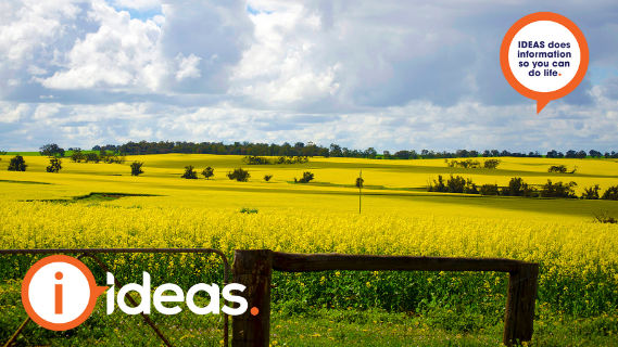 field of yellow flowers behind fence under a blue sky. 