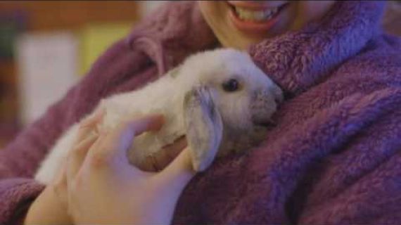 Someone holding a bunny rabbit