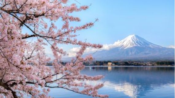 An image of a snow capped volcano behind a lake with cherry blossom blooms in the foreground.