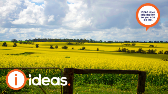 field of yellow flowers behind fence under a blue sky.