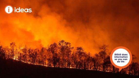 Image of gum trees on fire.