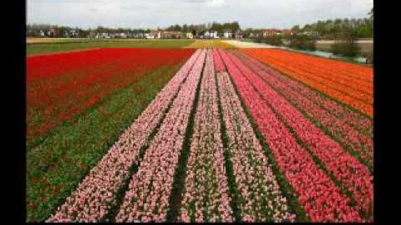 Picture of rows of flowers in a field