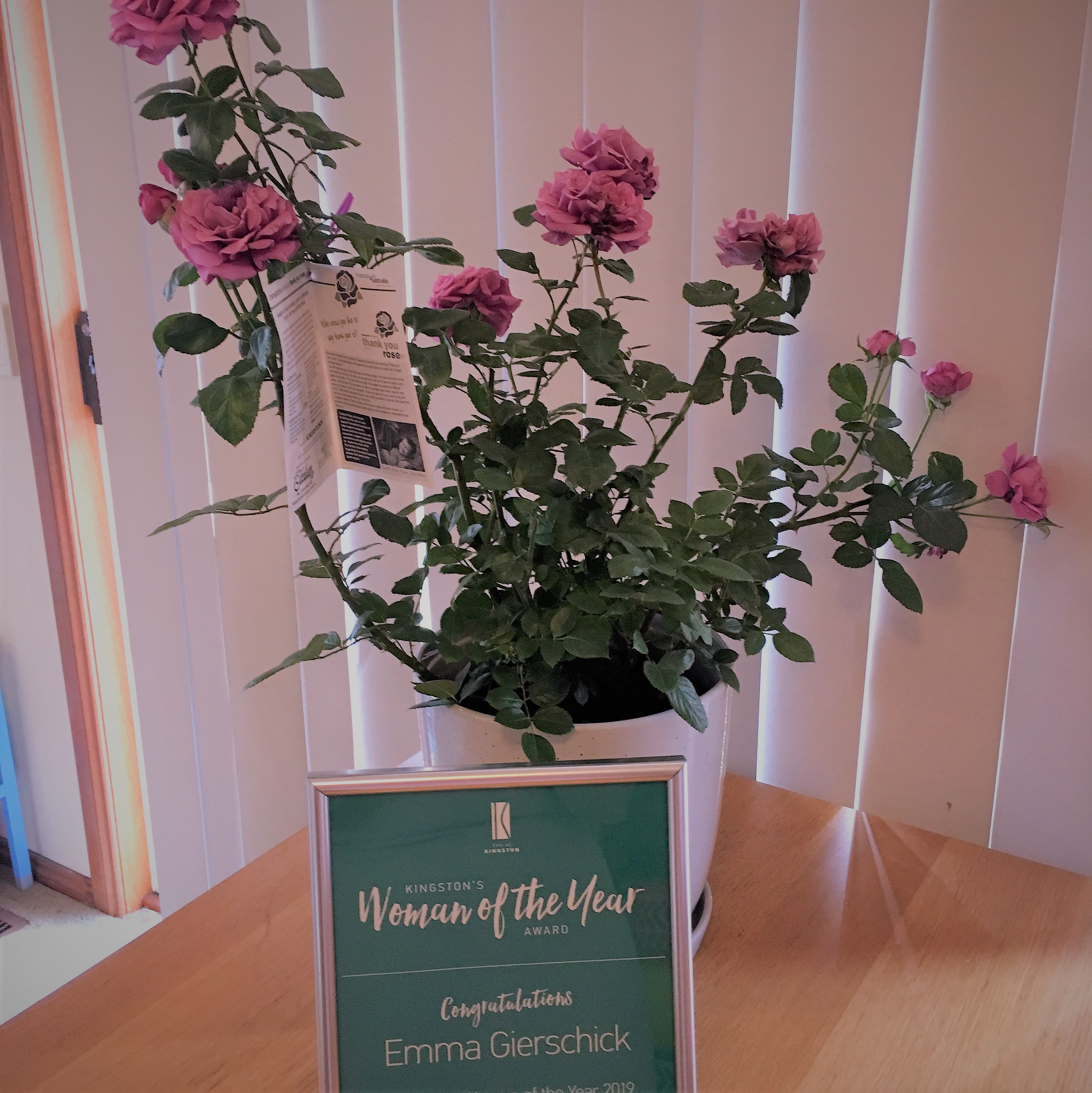 Pink roses in a white pot